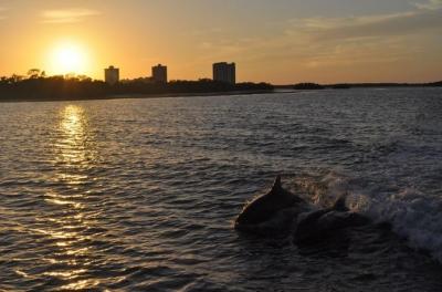 Fort Myers Dolphin and Shelling Sunset Cruise