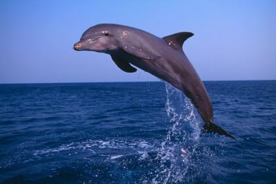 Muscat Dolphin Watching and Snorkeling Cruise