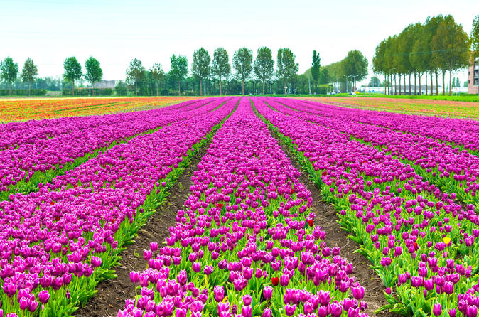 Keukenhof Garden Private Transfer with Entrance Tickets