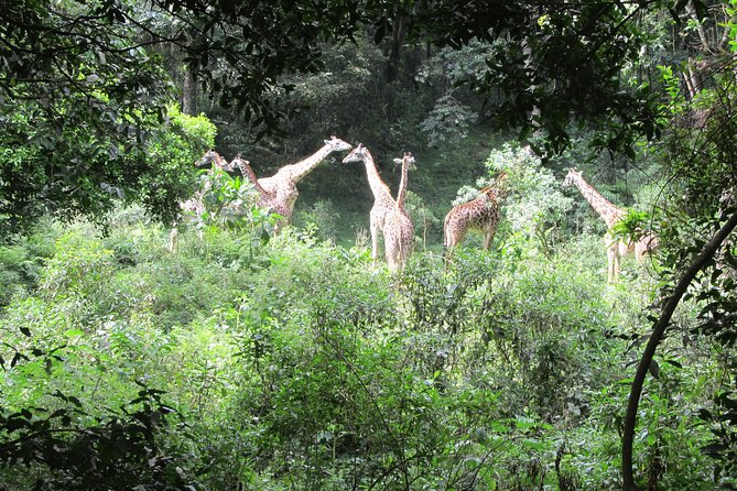 DAY TRIP AT ARUSHA NATIONAL PARK