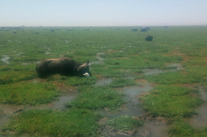 Lake Manyara, Serengeti and Ngorongoro crater 4 days safari from Arusha town