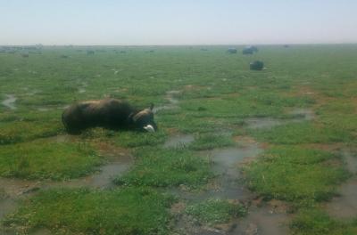 Lake Manyara, Serengeti and Ngorongoro crater 4 days safari from Arusha town