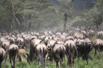 Tanzania 5 Days Private Safari - Wildebeest Migration from Arusha