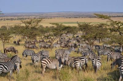 Great Serengeti Migration Trail