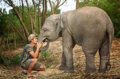 From Bangkok: Private Half Day Sanctuary Safari in Pattaya with Lunch