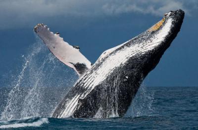 5-Day Boston Tour: Cape Cod with Nantucket and Whale Watch