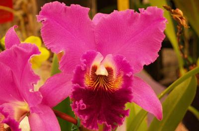 4-Day Tour of the Philadelphia Flower Show from Boston