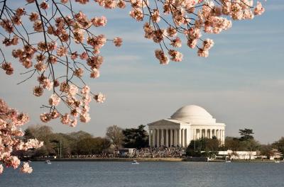 5-Day Washington DC Cherry Blossom Festival