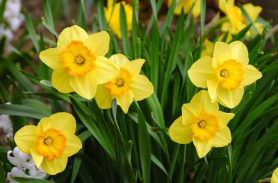 Best of New England with Nantucket Daffodil Festival