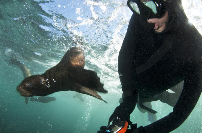 Seal Snorkeling with Animal Ocean
