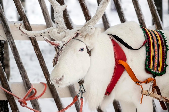 Lapland Reindeer Safari from Rovaniemi