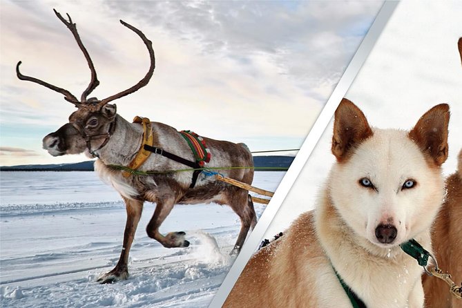 Lapland Reindeer and Husky Safari from Rovaniemi