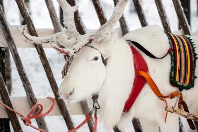 Lapland Reindeer Safari from Rovaniemi