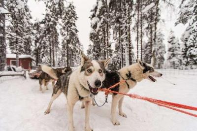 Husky Safari from Rovaniemi Including a Husky Sled Ride
