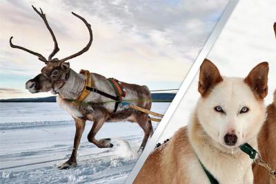 Lapland Reindeer and Husky Safari from Rovaniemi