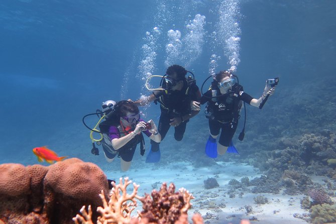 Daily dive with 2 dive with equipment