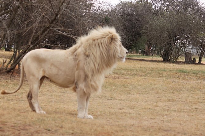 Rhino and Lion Safaris