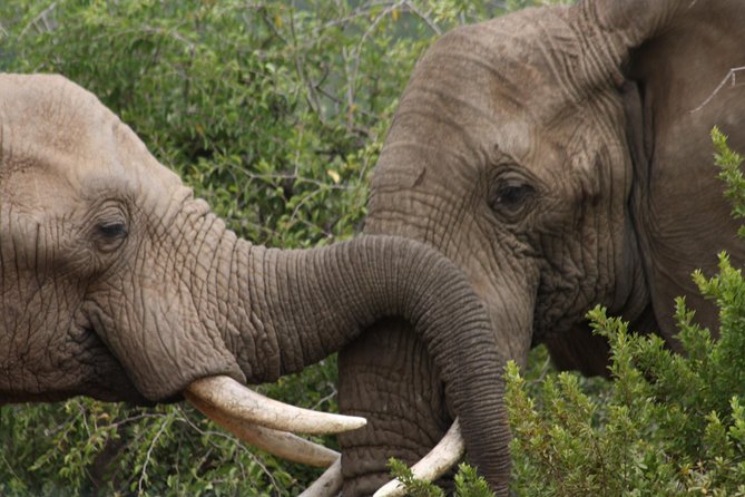 Pilanesberg National Park from Johannesburg