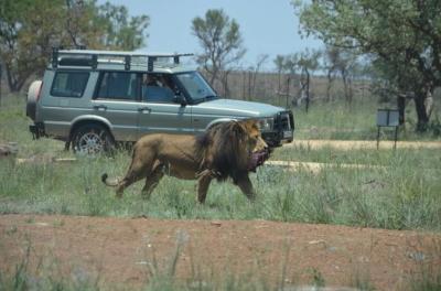 Lion and Safari Park Tour - From Johannesburg and Pretoria