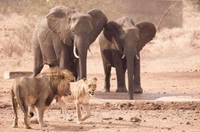 3 Days Guided Kruger National Park Safari from Johannesburg