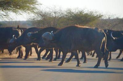 3 Days Kruger National Park Safari and Panorama Route - from Johannesburg