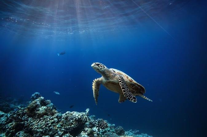 Scuba Diving Small-Group in Thulusdhoo Maldives