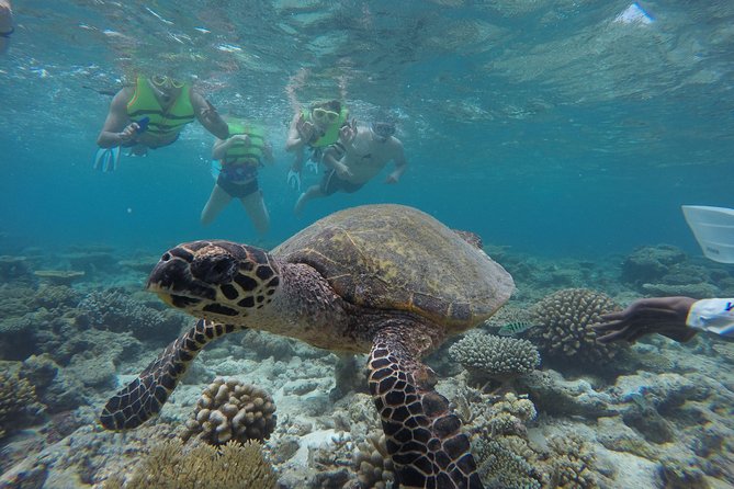 Snorkeling Safari