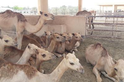 Private City tour and Sightseeing in Bahrain