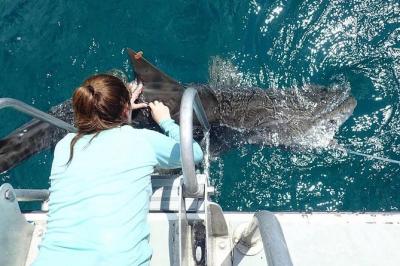 Shark Research Experience