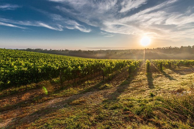 Frascati Wineyard Wine Tasting tour from Rome with Private Transfer