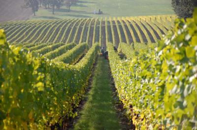 Fredericksburg Hill Country Wine Tour