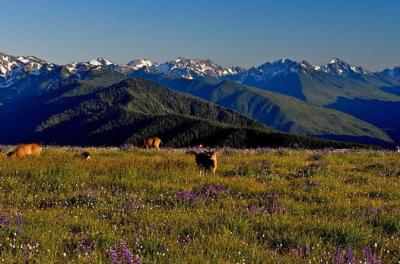 Olympic National Park Small-Group Tour from Seattle