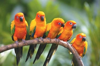 JURONG BIRD PARK SINGAPORE