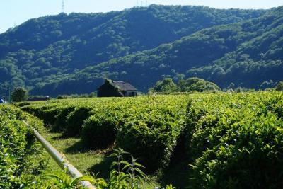 Unique Journey to a Tea Plantation from Sochi