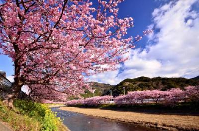 Kawazu-Zakura Cherry Blossom Festival,Joren Fall,Strawberry picking with Lunch