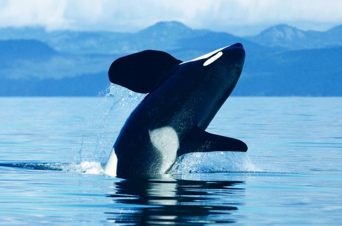 Seaplane Flight to Victoria and Whale-Watching Cruise
