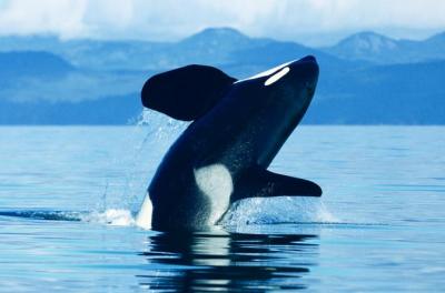 Seaplane Flight to Victoria and Whale-Watching Cruise
