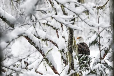 6-Hour Eagle Viewing River Float Trip From Vancouver with Lunch