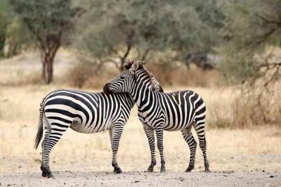 Chobe Full Day Trip